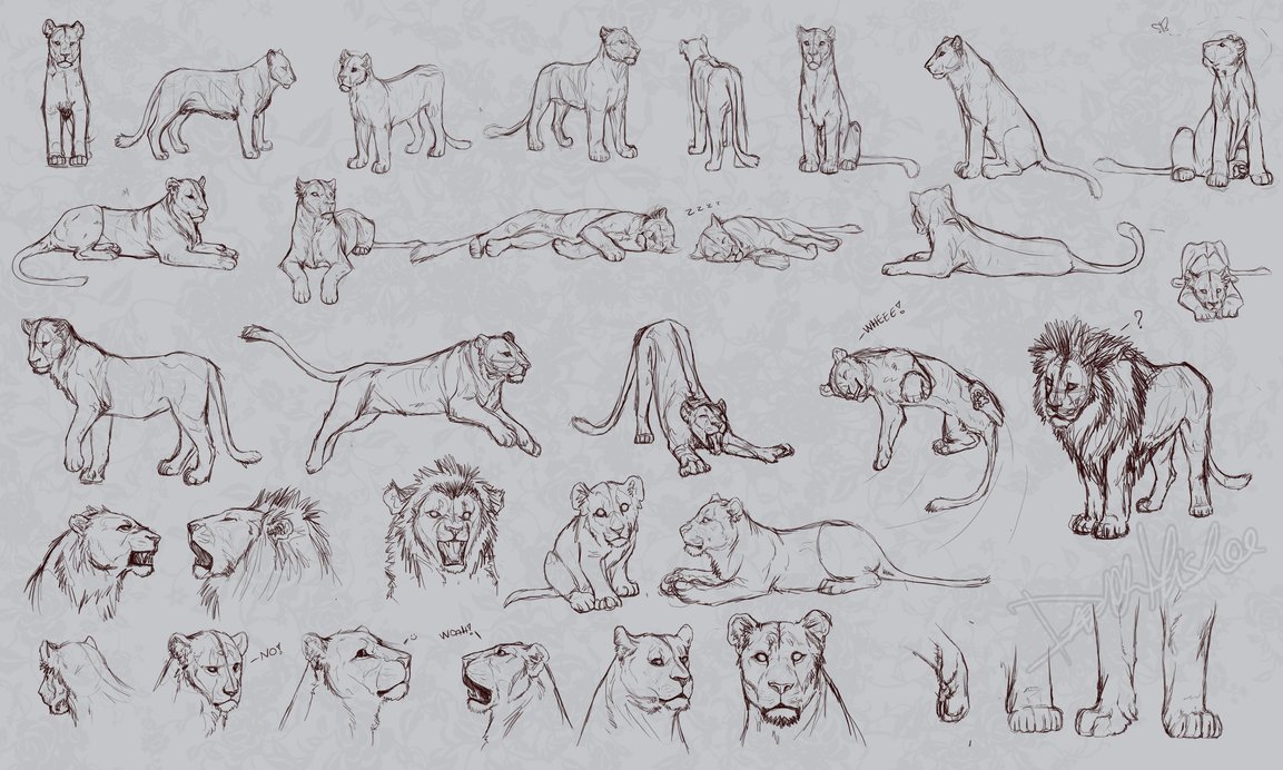 1153x692 Lion Posesheadshotspaws Reference Sketches By Whiluna - Sketch Reference