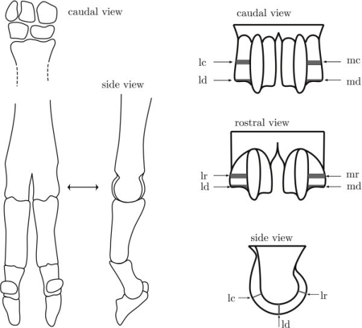 512x464 Sketch Of Sample Sites. Left Sketch Of The Bones In Th Open I - Sketch Sample