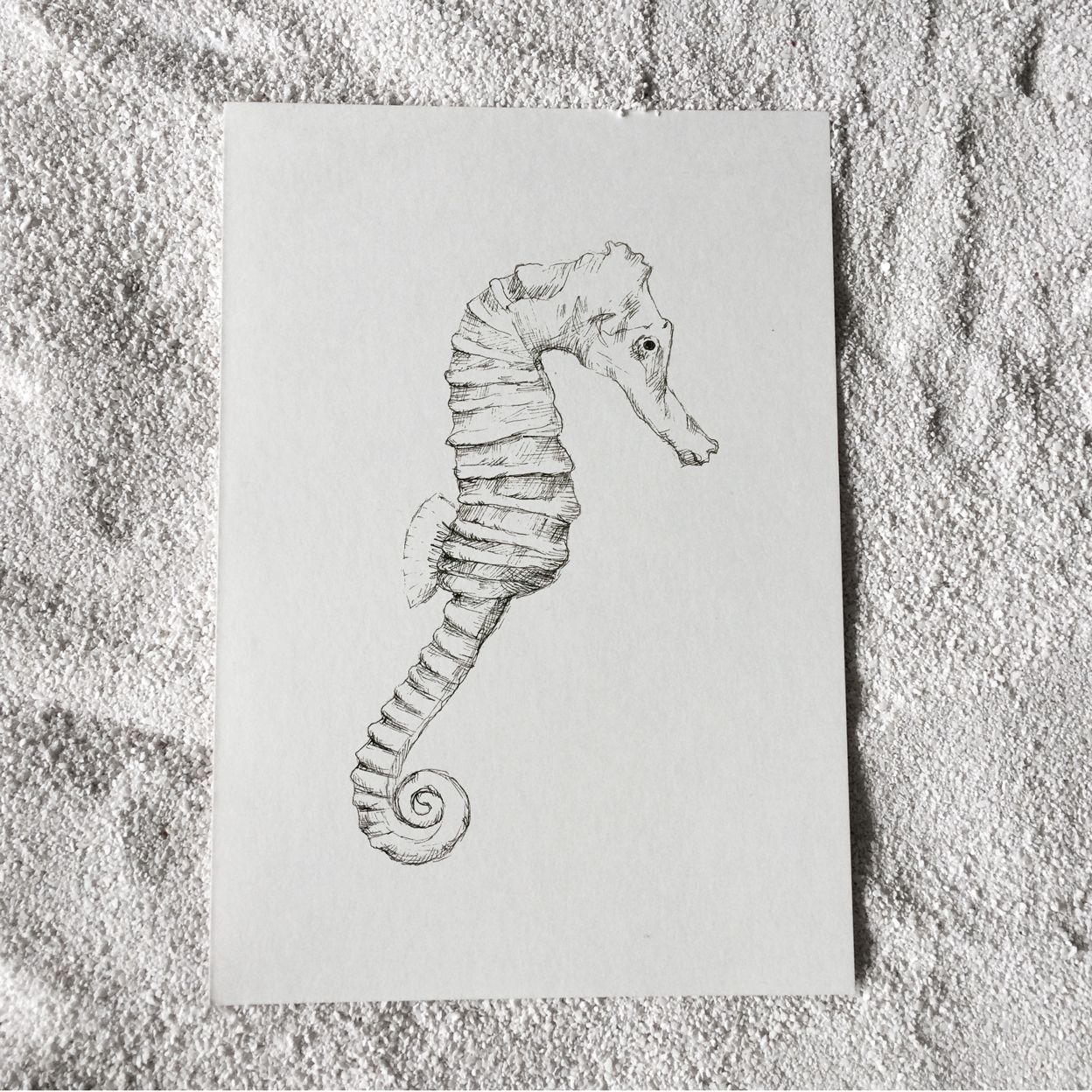 1248x1248 Zeepaard Tekening Seahorse Drawing - Sketch Sand