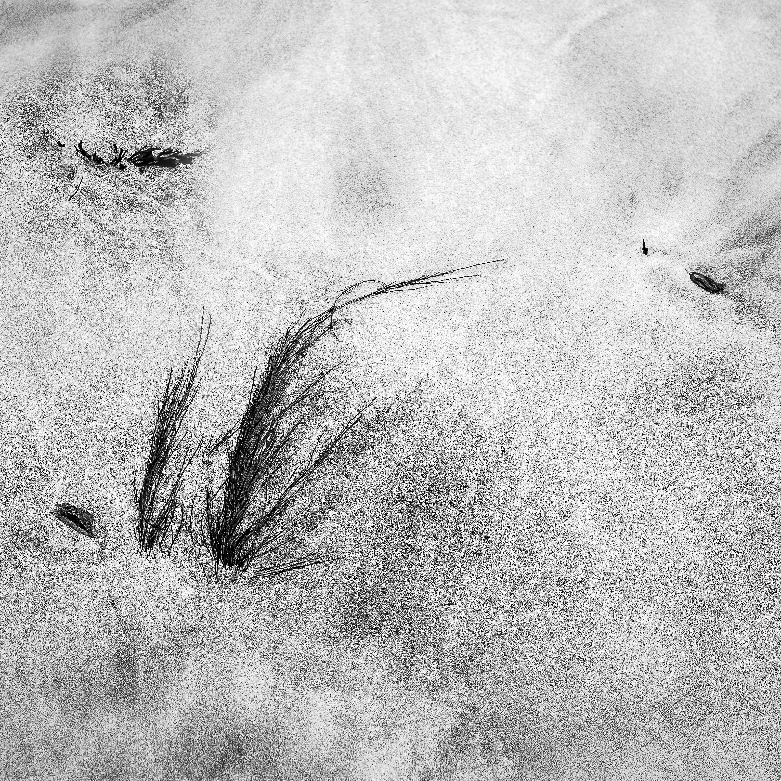 3184x3184 Free Images Beach, Grass, Sand, Snow, Abstract, Black And White - Sketch Sand