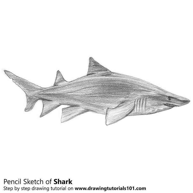 800x800 Shark Pencil Drawing - Sketch Shark