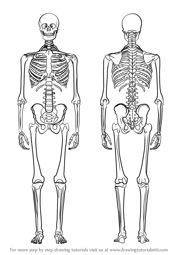 596x842 Learn How To Draw A Skeleton (Everyday Objects) Step By Step - Sketch Skeleton