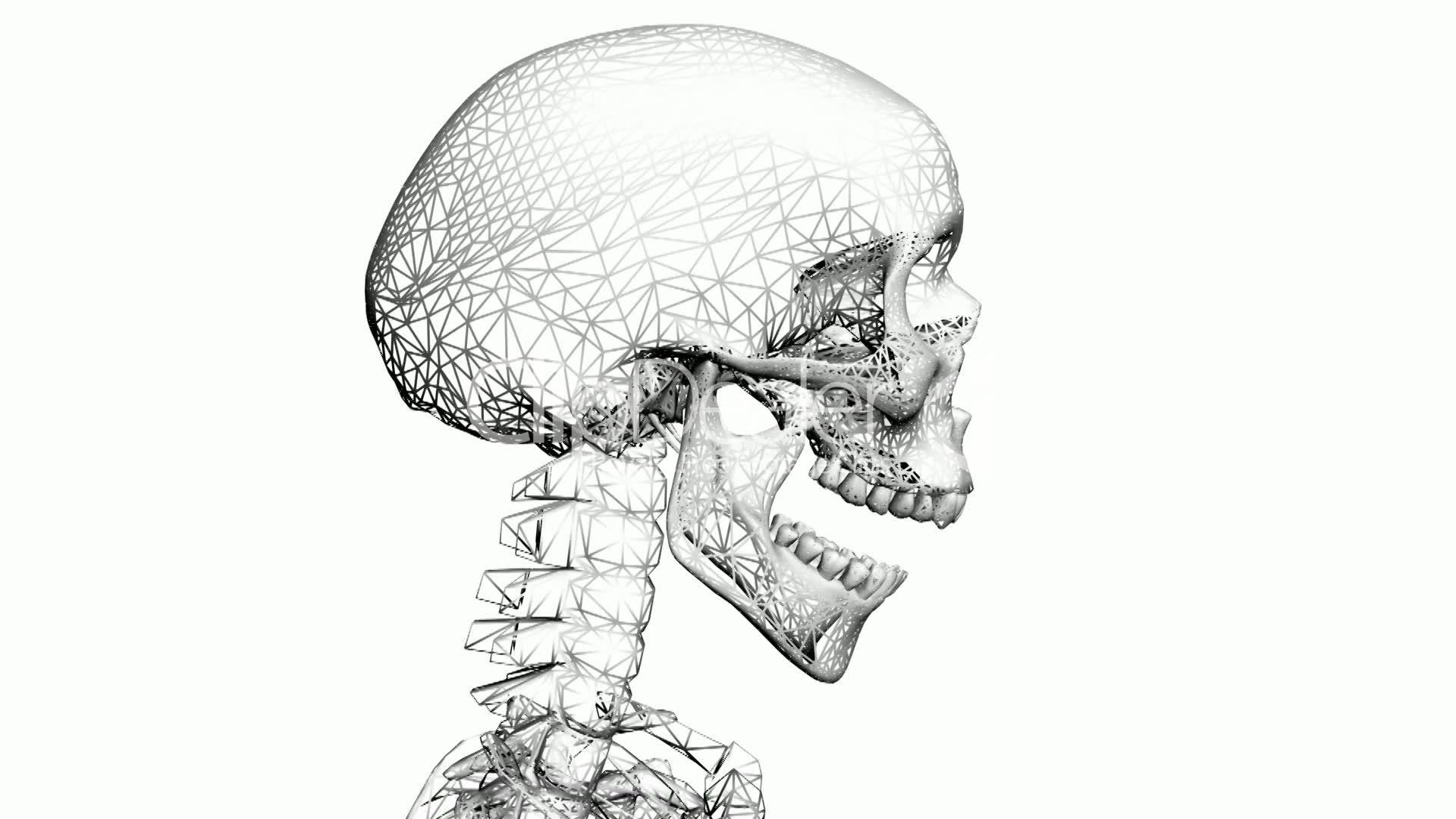 1920x1080 Moving Of 3d Skeleton.anatomy,human,medical,body,skull,biology - Sketch Skeleton