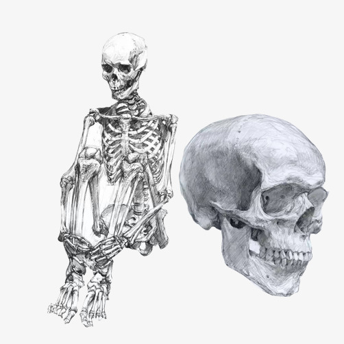 502x502 Skeleton Sketch Hand Drawing Material Picture, Skeleton Frame - Sketch Skeleton