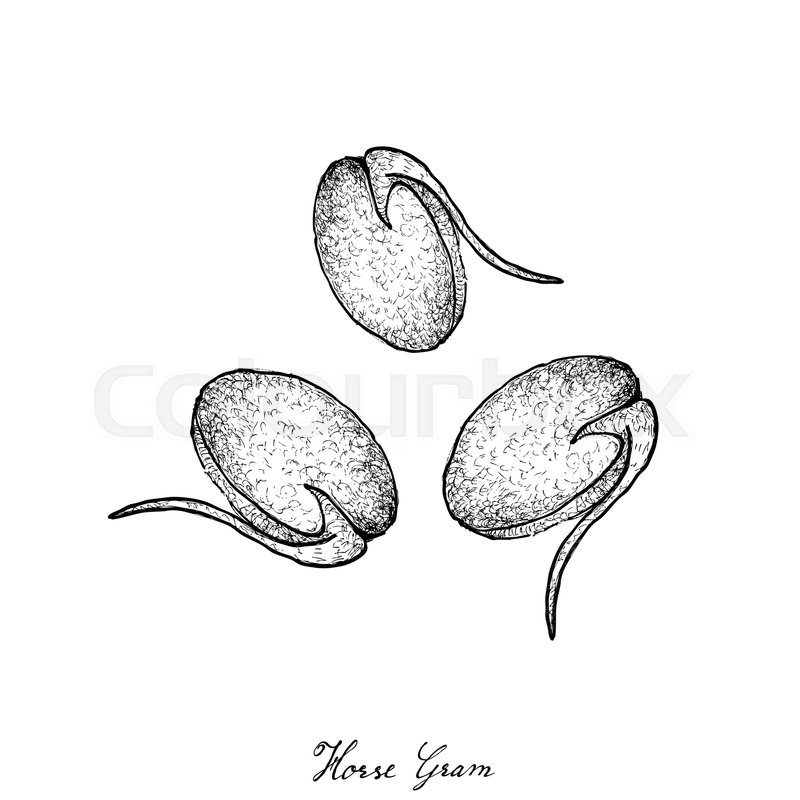 800x800 Vegetable And Herb, Illustration Of Hand Drawn Sketch Horse Gram - Sketch Source