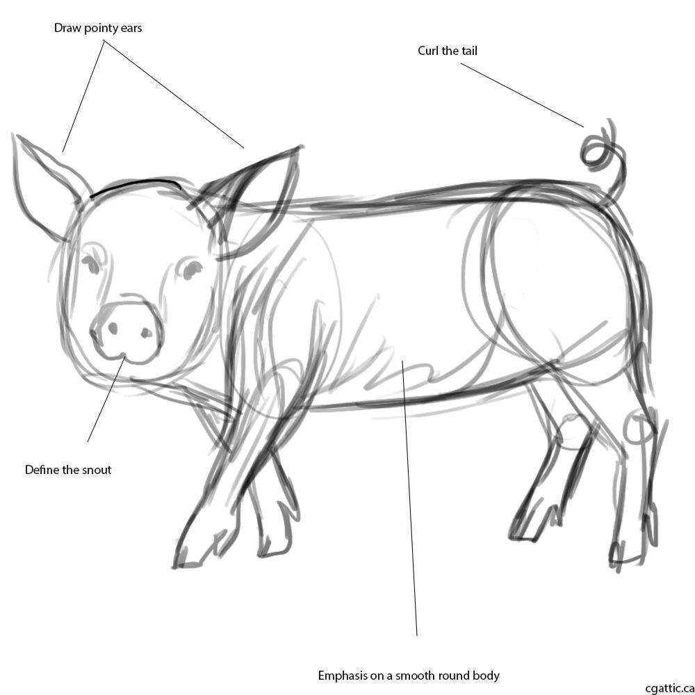 1000x1000 How To Draw A Pig In 4 Steps With Photoshop Doodlesketchdraw - Sketch Steps