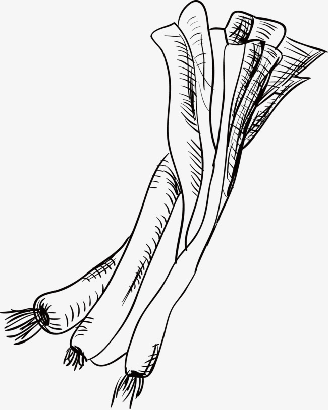 650x814 Vector Green Onions, Green Vector, Sketch, Stick Figure Png And - Sketch Stick