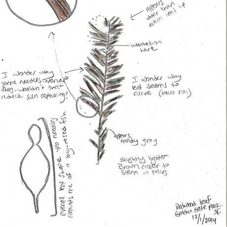 460x460 Lesson Plan Introduction To Scientific Sketching - Sketch Student
