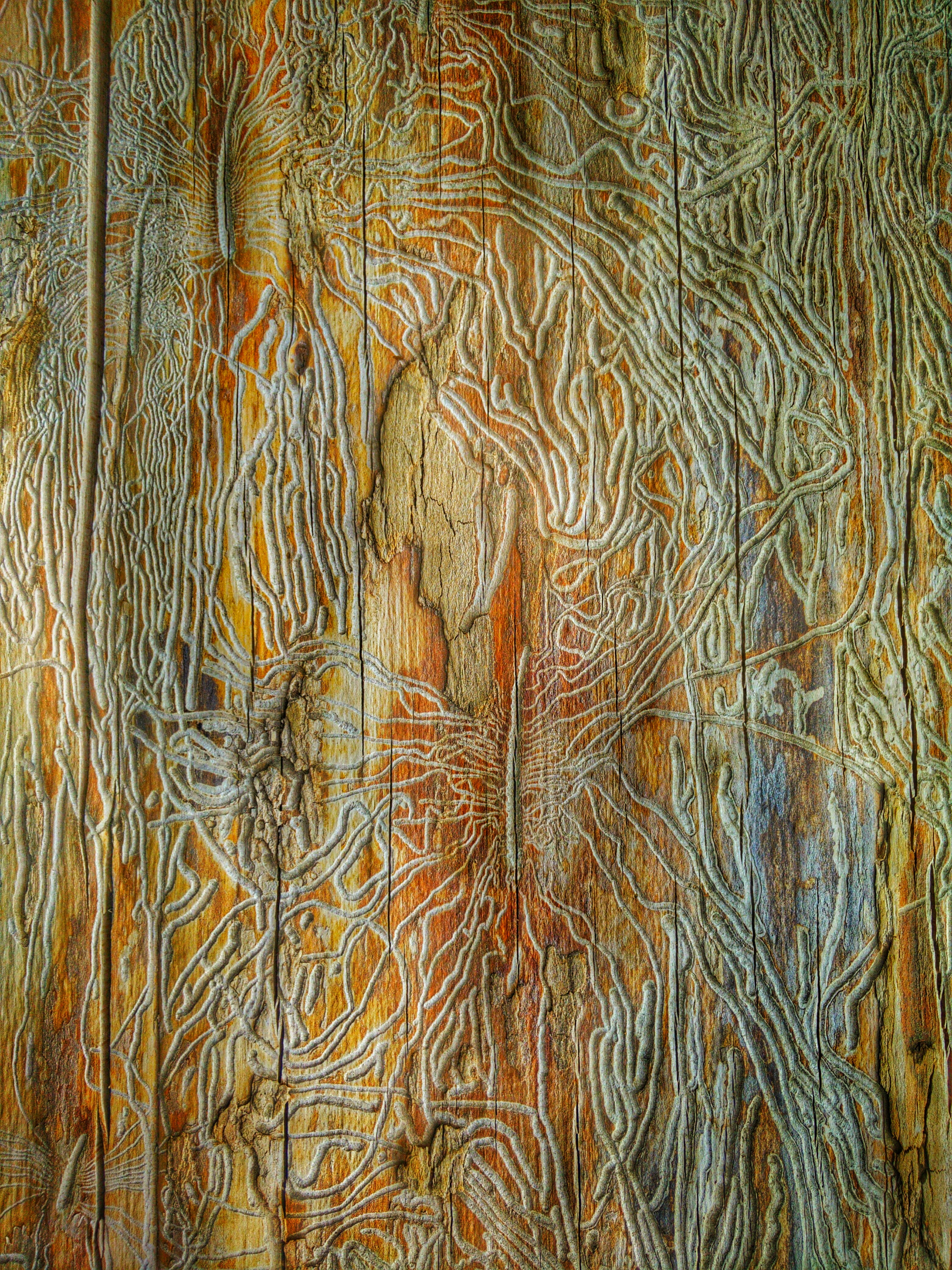 3120x4160 Free Images Texture, Formation, Painting, Sketch, Drawing - Sketch Tapestry