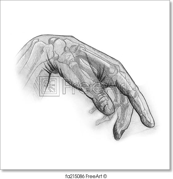 561x581 Free Art Print Of Cellophane Hand. Pencil Sketch Of The Human Hand - Sketch Therapy