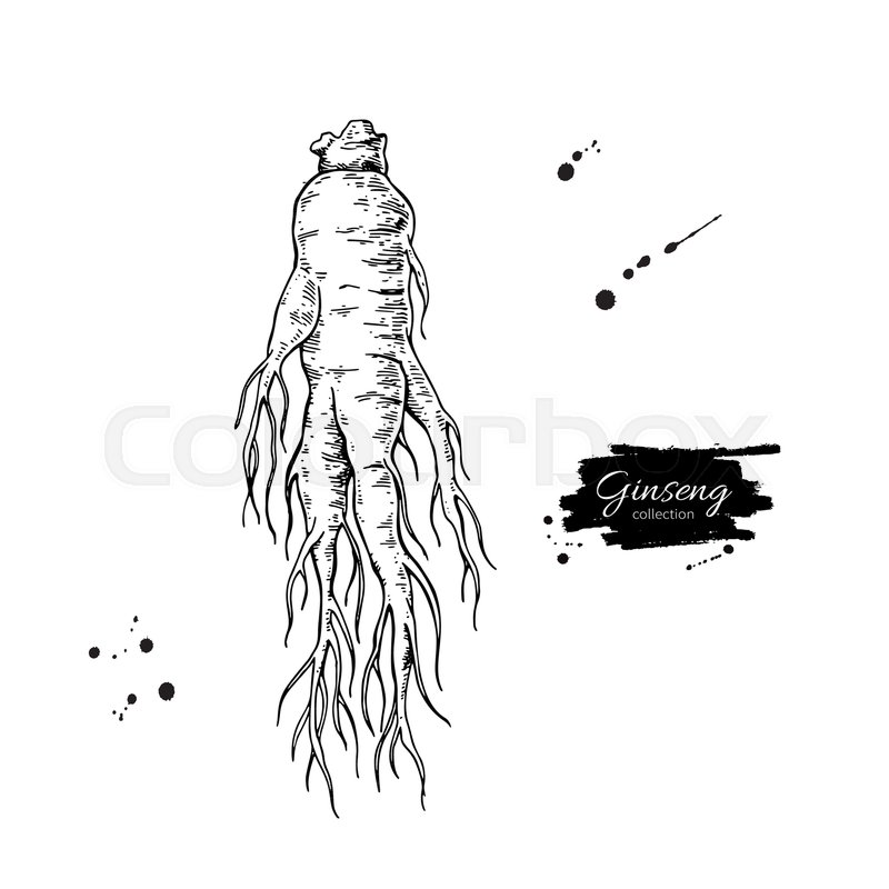 800x800 Ginseng Root Vector Drawing. Medical Plant Sketch. Engraved - Sketch Therapy