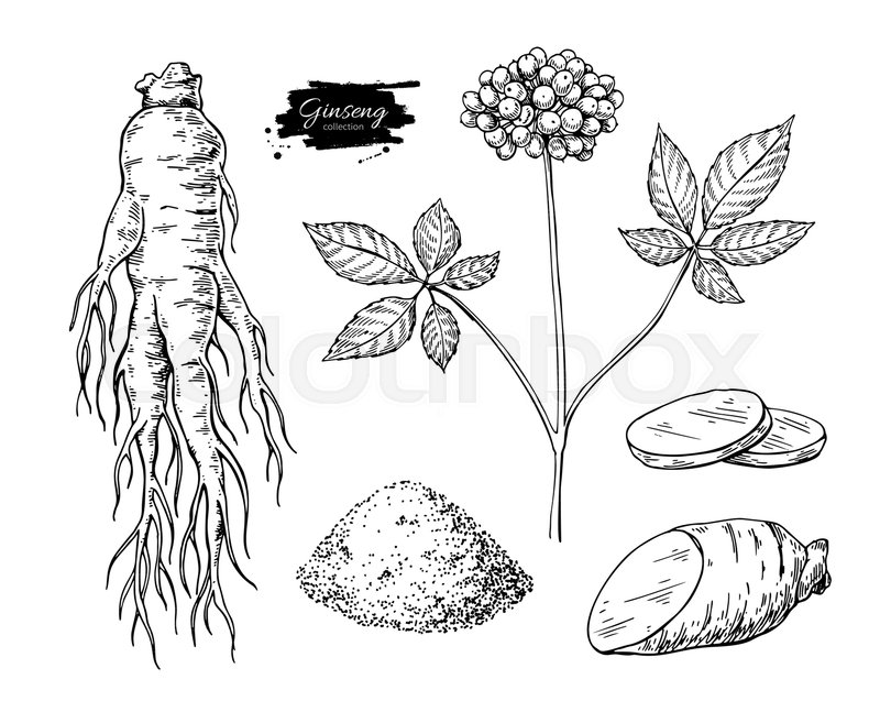 800x657 Ginseng Vector Drawing. Medical Plant Sketch. Engraved Botanical - Sketch Therapy