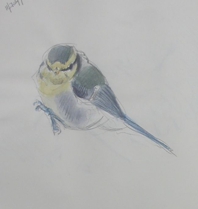 650x685 Wildlife Sketches Blue Tit Sketch By Wildlife Artist David Daly - Sketch This