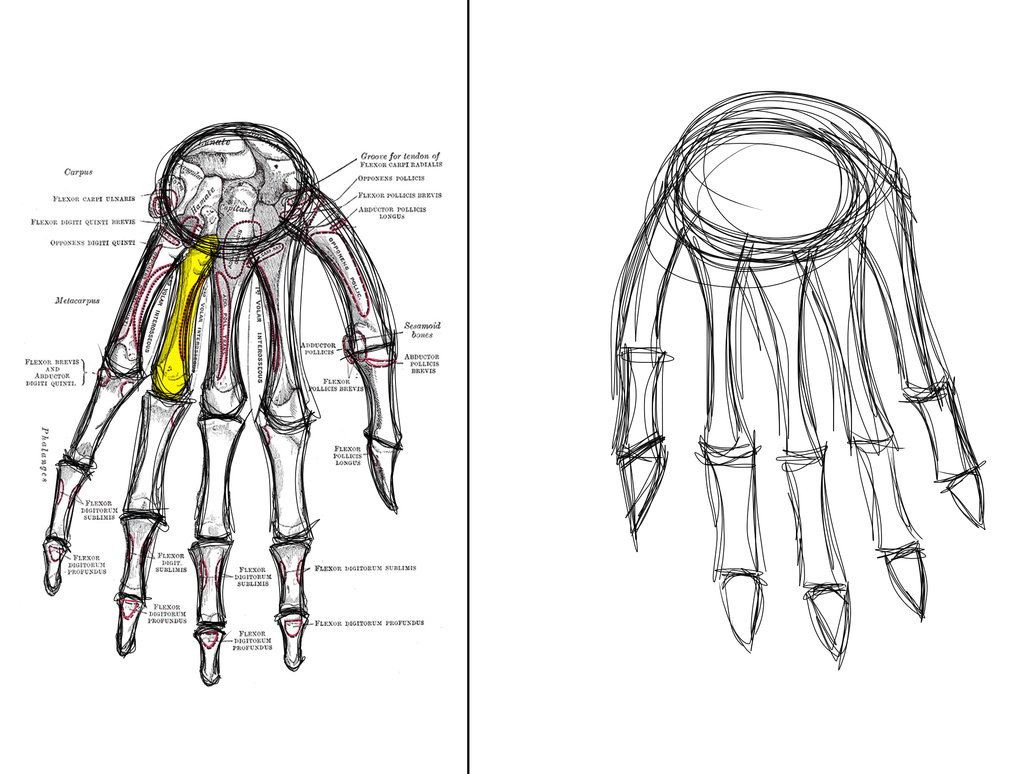 1032x774 Sketch This The Hand Bones By Diathima - Sketch This Deviantart