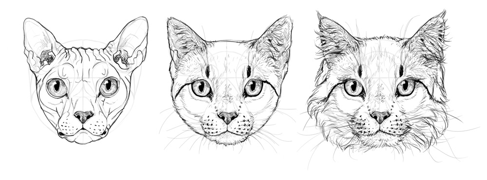 1000x371 How To Draw Cats Step By Step With Monika Zagrobelna - Sketch To Cat