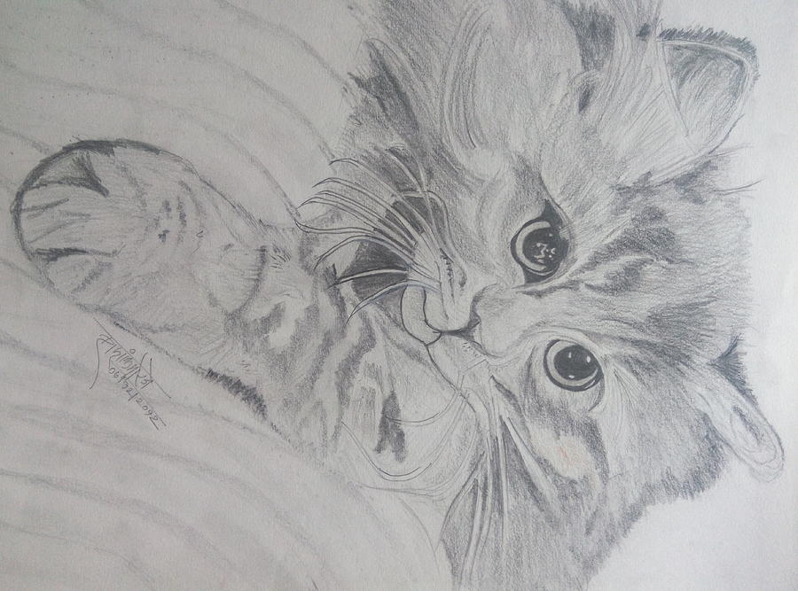 900x667 Beautiful Cat Pencil Sketch Drawing By Shashank Morje - Sketch To Cat