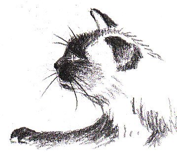 359x310 How To Draw A Siamese Cat Profile Feltmagnet - Sketch To Cat