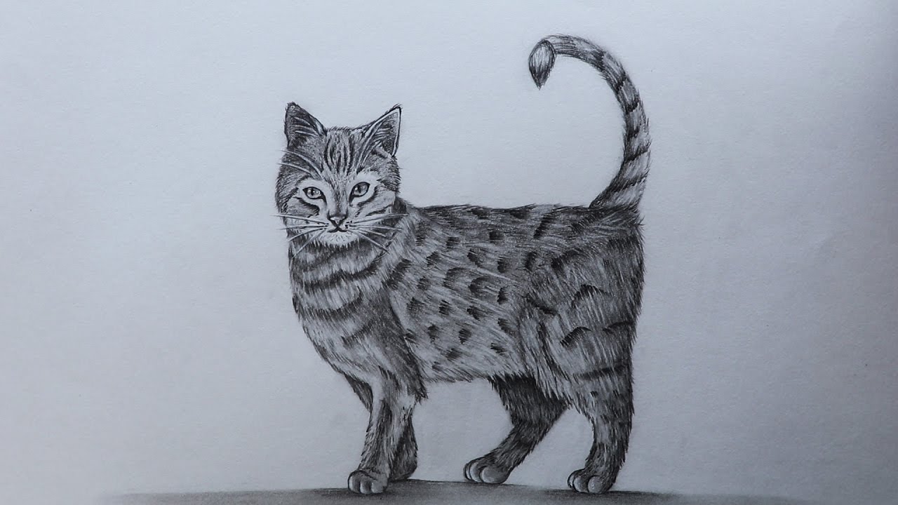 1280x720 How To Sketch Cat - Sketch To Cat