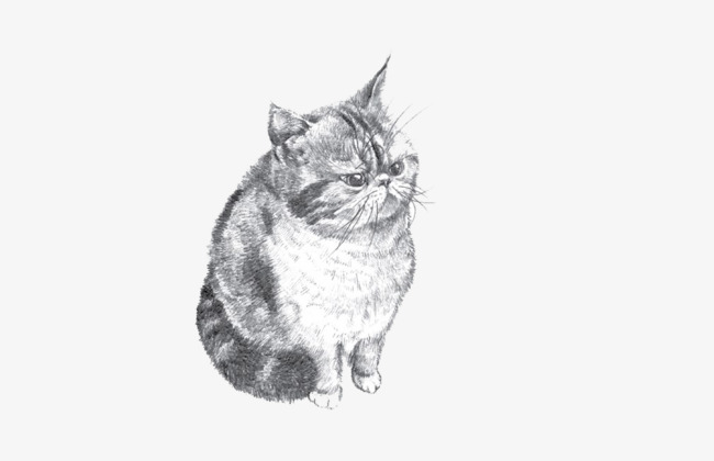 650x420 Sketch Cat, Sketch, Cat, Simple Png And Psd File For Free Download - Sketch To Cat