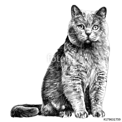 500x500 Cat Sketch Vector Graphics Monochrome Black And White Drawing - Sketch To Cat