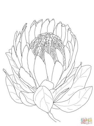 332x443 Image Result For How To Paint A Protea Step By Step Art - Sketch To Paint