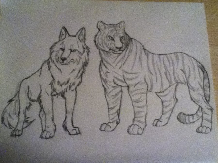 900x675 Wolf And Tiger Sample Sketch Together By Rakaia24 - Sketch Together