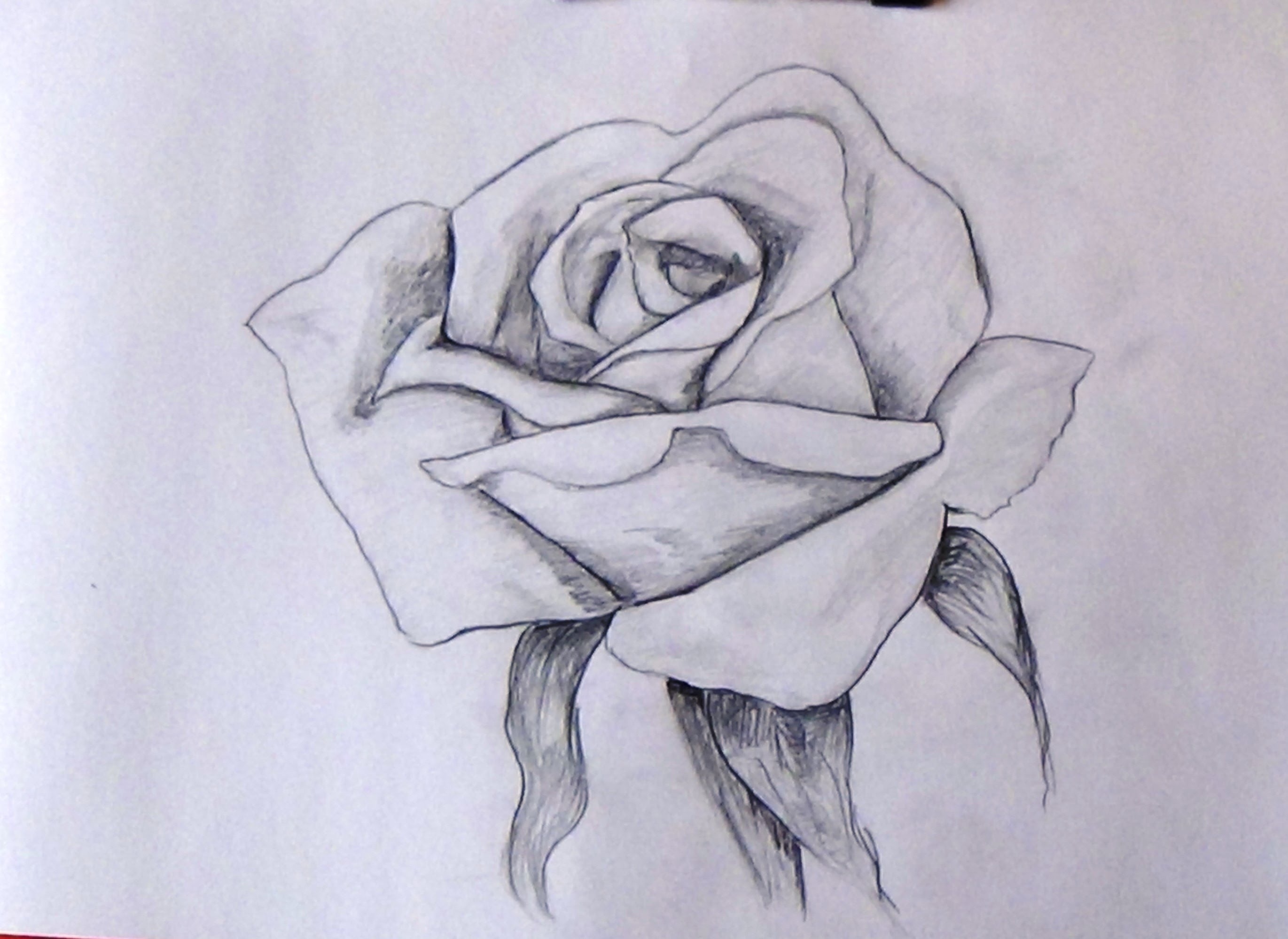 2741x1999 How To Sketch A Rose Step By Step Tutorial For Beginners - Sketch Tutorial Beginner