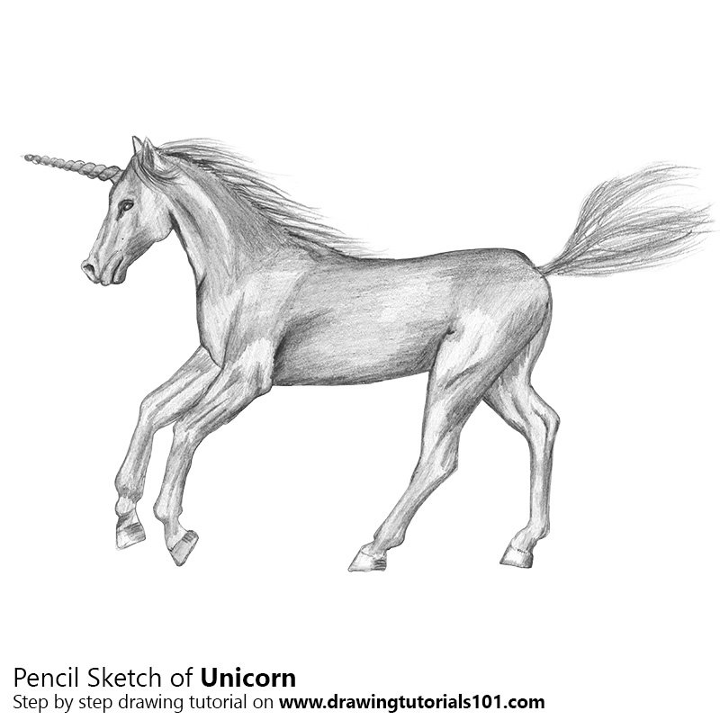 800x800 Unicorn Pencil Drawing - Sketch Unicorn