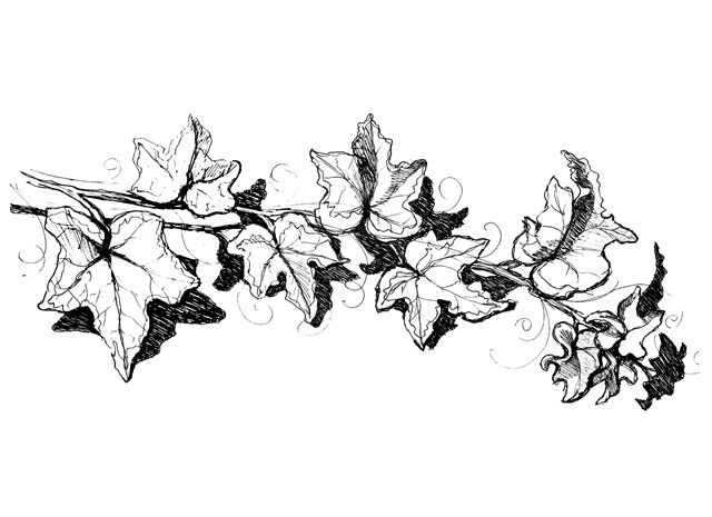 640x465 Drawn Ivy - Sketch Vines