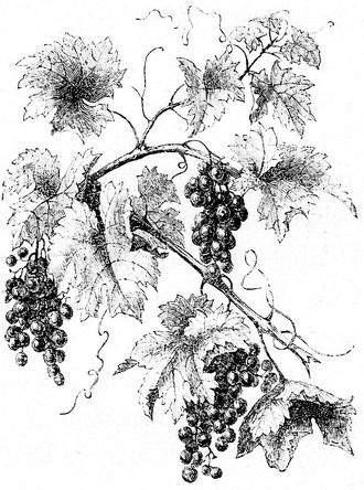 330x444 Grape Vine Drawing Vine Grape Vines, Drawings And - Sketch Vines