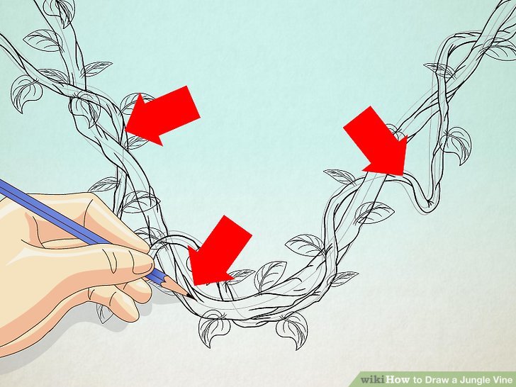 728x546 How To Draw A Jungle Vine 7 Steps (With Pictures) - Sketch Vines