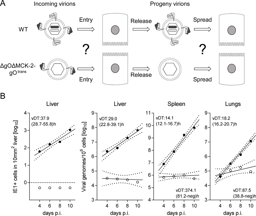 850x716 Double Ko Of Go And Mck 2 Ablates In Vivo Virus Growth. (A) Sketch - Sketch Virus