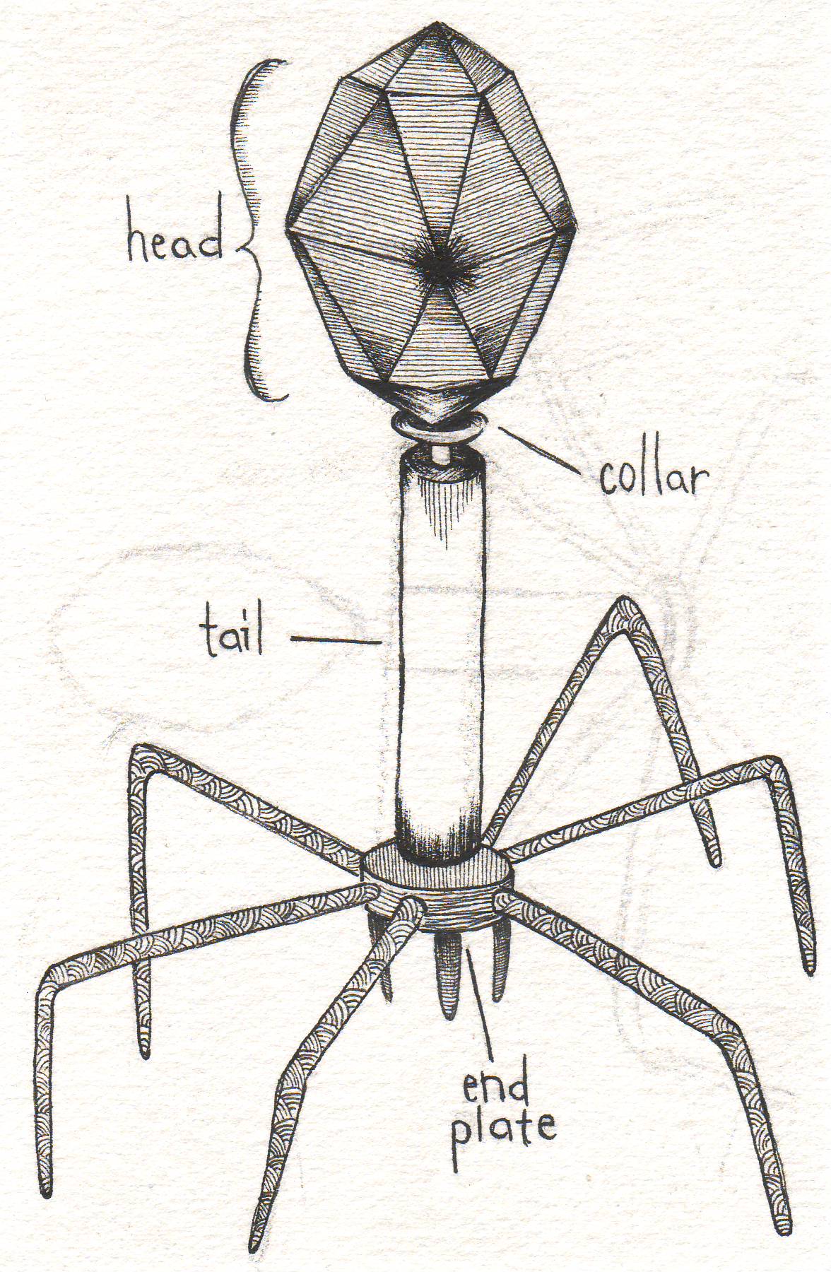 Sketch Virus at Explore collection of Sketch Virus