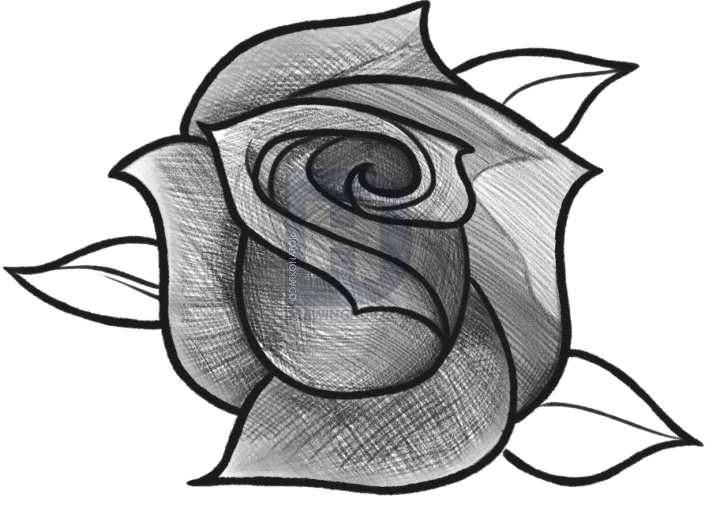 1002x720 How To Sketch A Rose, Step By Step, Drawing Guide, By Darkonator - Sketch Well
