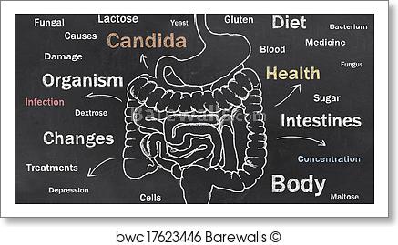 437x269 Art Print Of Intestines Sketch With Words Barewalls Posters - Sketch With Words