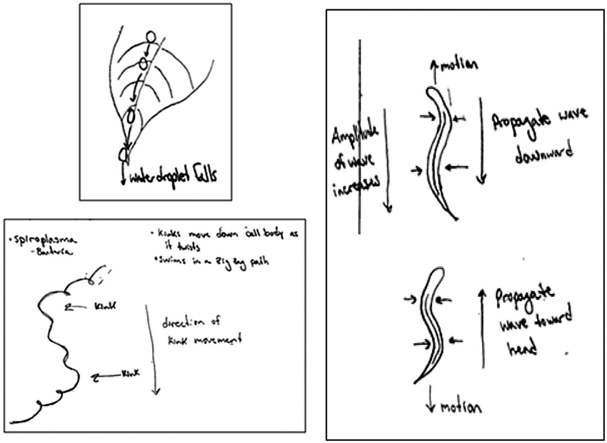 850x621 Top Left Drip Tips Of Leaves Sketch Example, Right Lamprey - Sketch Writing Tips