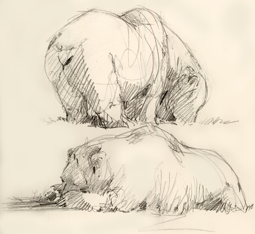 504x463 Sketch Therapy What I Drew - Sketch Zoo