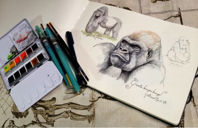 640x414 Sketching In Nature Silverback Gorilla Sketch Atlanta Zoo - Sketch Zoo