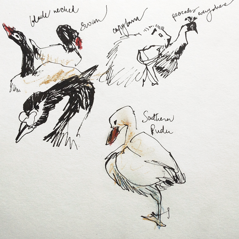 800x800 Zoo Sketches Sketch Away Travels With My Sketchbook - Sketch Zoo