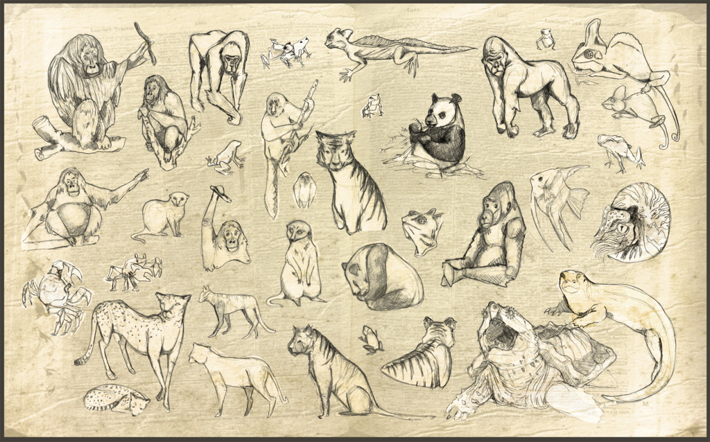 1024x638 Zoo Sketches By Foxibiri - Sketch Zoo