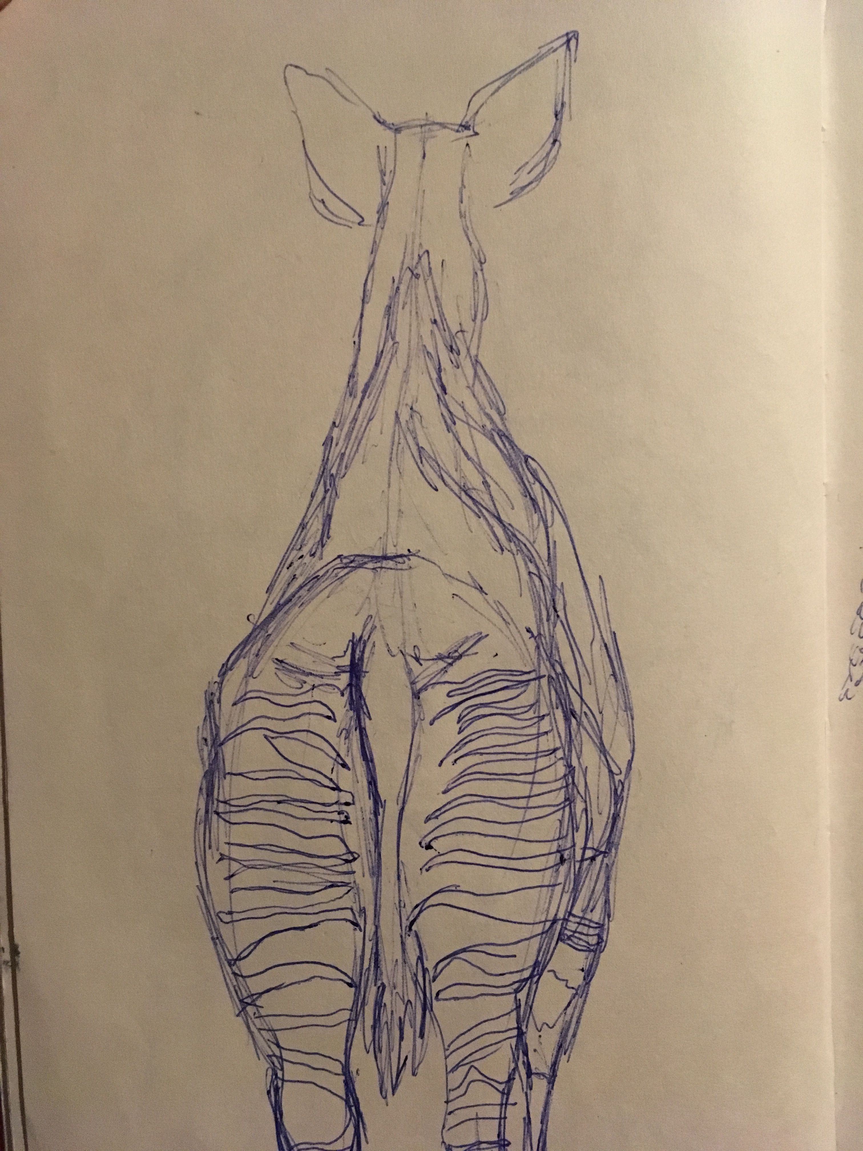 3024x4032 Zoo Sketch. Okapi Behind Blue Inkpen Sketch - Sketch Zoo