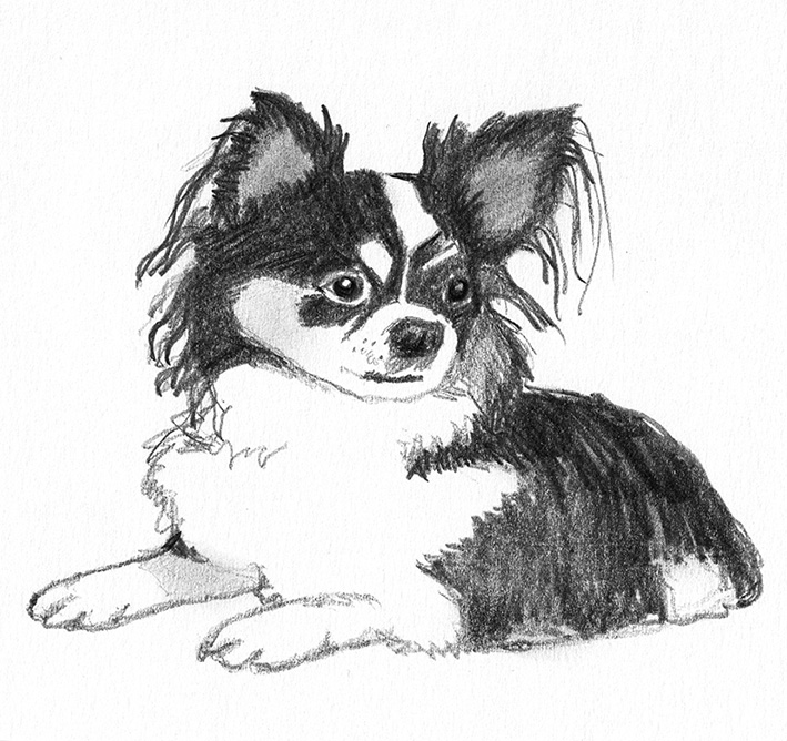 709x668 Dog Sketches - Sketches In Black And White