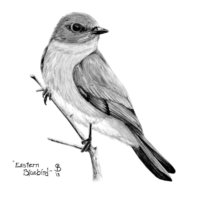 800x800 Pencil Drawings Sean Blackford Art - Sketches In Black And White