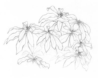 320x256 More Plant Sketches - Sketches Of Plants