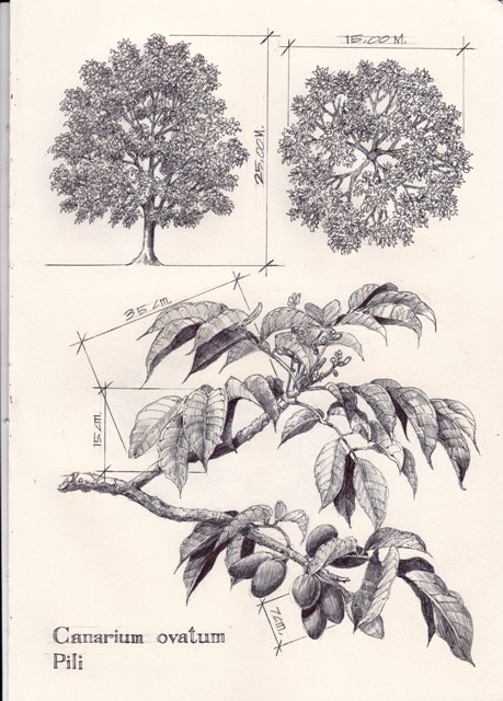 459x640 The Plant Sketches! Metro Sketching And Beyond - Sketches Of Plants