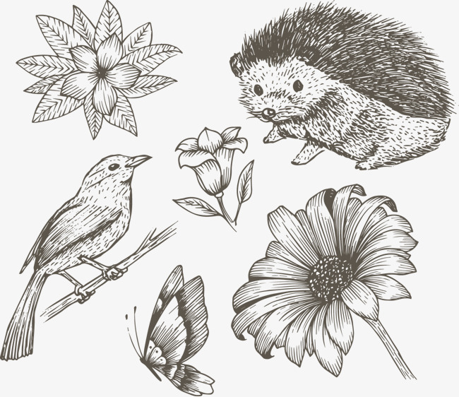 650x562 Vector Hand Drawn Sketches Of Animals And Plants, Vector, Hand - Sketches Of Plants