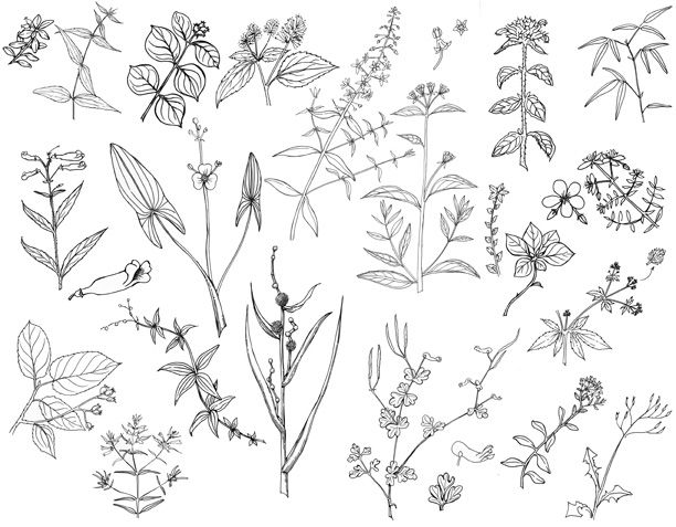 612x477 Plant Sketches Drawings Drawings, Sketches And - Sketches Of Plants