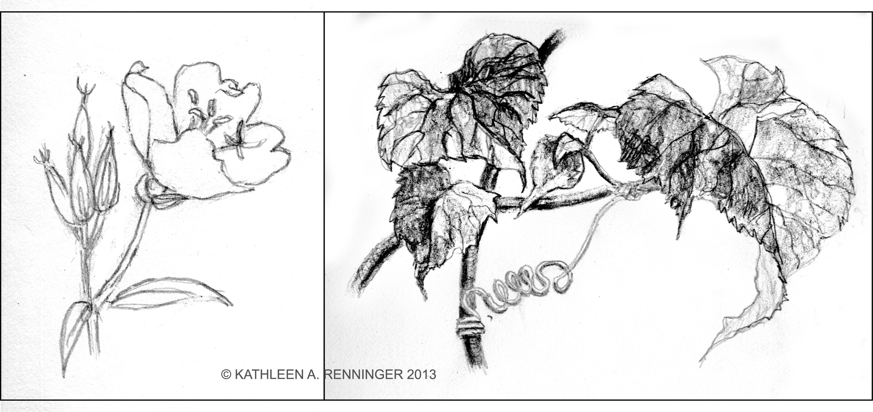 3006x1420 Sketches About Sketching - Sketches Of Plants