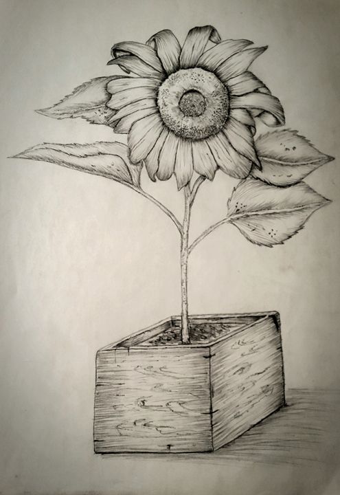 495x720 Sun Flower - Sketches Of Plants