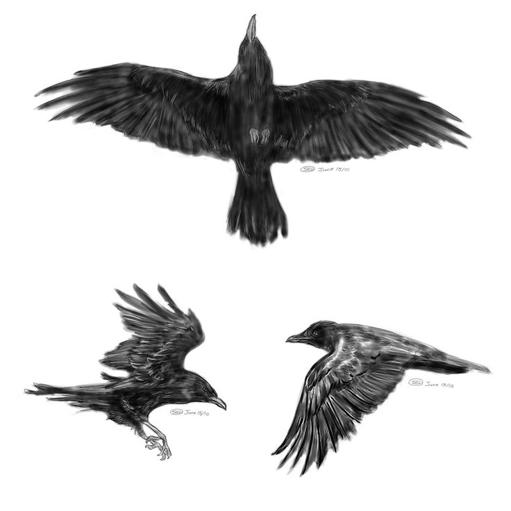 Sketches Of Ravens